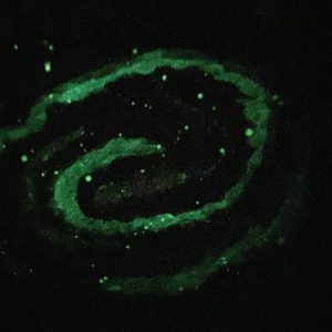 Galaxie – Image 2